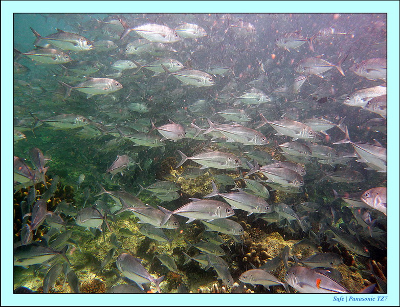 2011 - 08 - Borneo - Sipadan 100